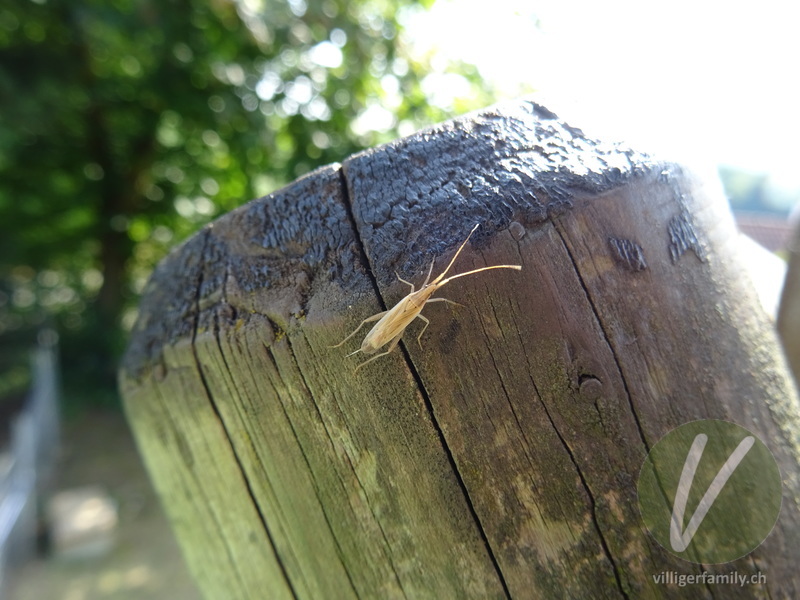 Weichwanze (Stenodema laevigatum): Übersicht